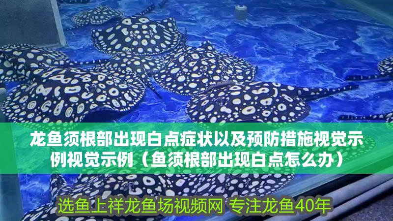 龍魚須根部出現白點癥狀以及預防措施視覺示例視覺示例（魚須根部出現白點怎么辦）