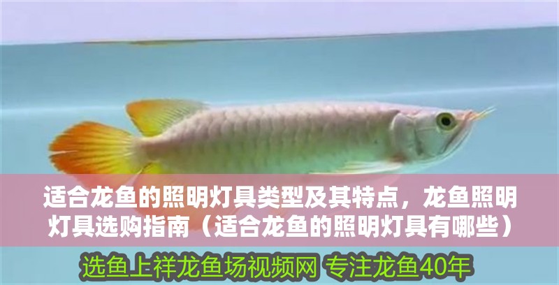 適合龍魚的照明燈具類型及其特點，龍魚照明燈具選購指南（適合龍魚的照明燈具有哪些）