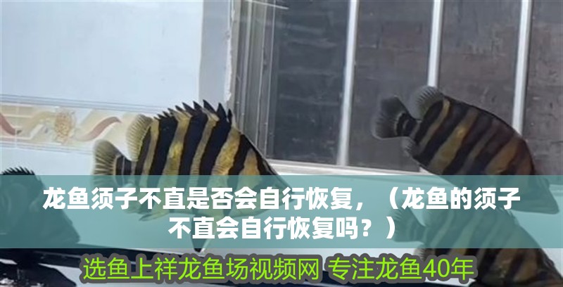 龍魚(yú)須子不直是否會(huì)自行恢復(fù)，（龍魚(yú)的須子不直會(huì)自行恢復(fù)嗎？）