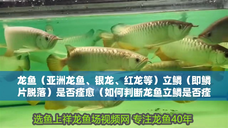 龍魚（亞洲龍魚、銀龍、紅龍等）立鱗（即鱗片脫落）是否痊愈（如何判斷龍魚立鱗是否痊愈） 龍魚（亞洲龍魚、銀龍、紅龍等）立鱗（即鱗片脫落）是否痊愈（如何判斷龍魚立鱗是否痊愈） 龍魚百科 第3張