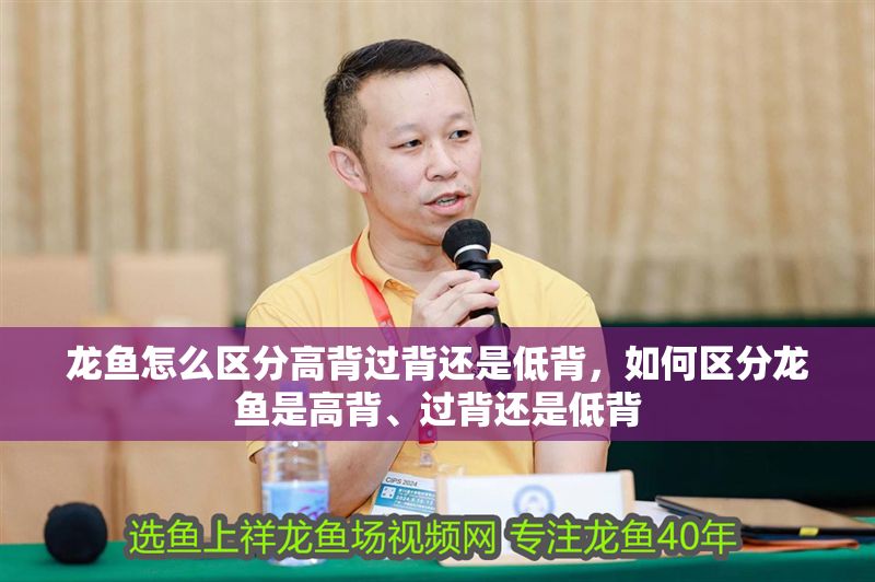 龍魚怎么區分高背過背還是低背，如何區分龍魚是高背、過背還是低背