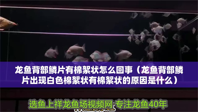 龍魚背部鱗片有棉絮狀怎么回事（龍魚背部鱗片出現(xiàn)白色棉絮狀有棉絮狀的原因是什么）