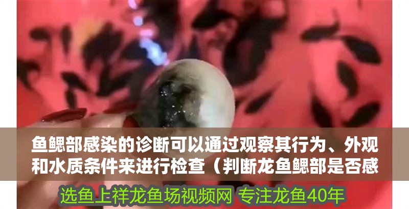 魚鰓部感染的診斷可以通過觀察其行為、外觀和水質條件來進行檢查（判斷龍魚鰓部是否感染的詳細指南（約1000字））
