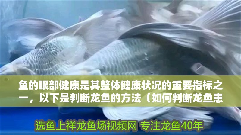 魚的眼部健康是其整體健康狀況的重要指標之一，以下是判斷龍魚的方法（如何判斷龍魚患有眼部疾病） 魚的眼部健康是其整體健康狀況的重要指標之一，以下是判斷龍魚的方法（如何判斷龍魚患有眼部疾病） 龍魚百科 第4張