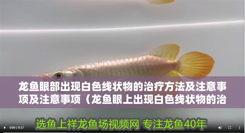 龍魚眼部出現(xiàn)白色線狀物的治療方法及注意事項及注意事項（龍魚眼上出現(xiàn)白色線狀物的治療方法）