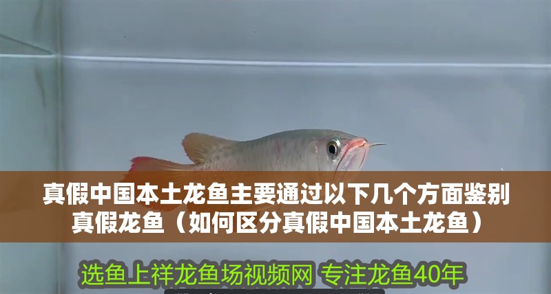 真假中國本土龍魚主要通過以下幾個方面鑒別真假龍魚（如何區分真假中國本土龍魚）
