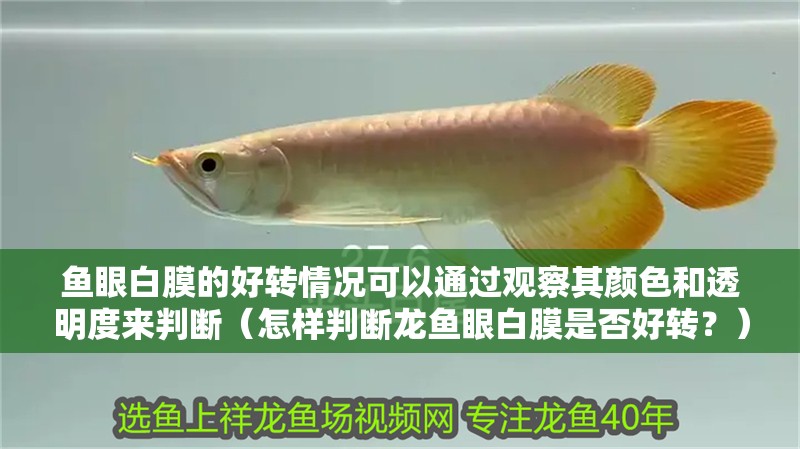魚眼白膜的好轉情況可以通過觀察其顏色和透明度來判斷（怎樣判斷龍魚眼白膜是否好轉？） 魚眼白膜的好轉情況可以通過觀察其顏色和透明度來判斷（怎樣判斷龍魚眼白膜是否好轉？） 龍魚百科 第3張