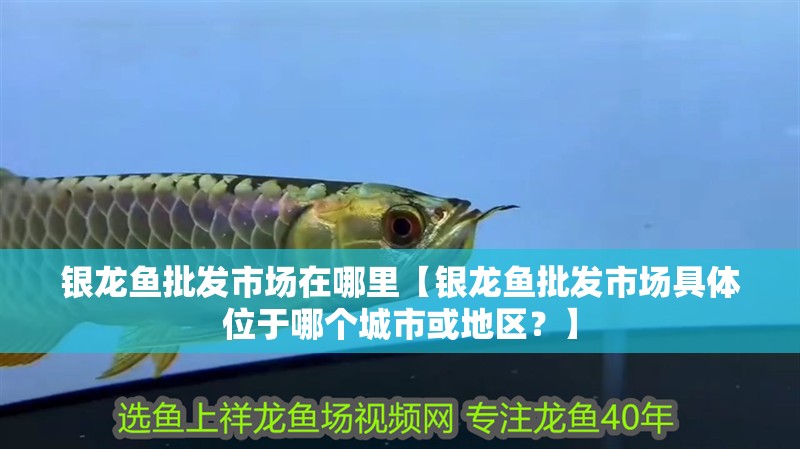 銀龍魚批發(fā)市場在哪里【銀龍魚批發(fā)市場具體位于哪個城市或地區(qū)？】