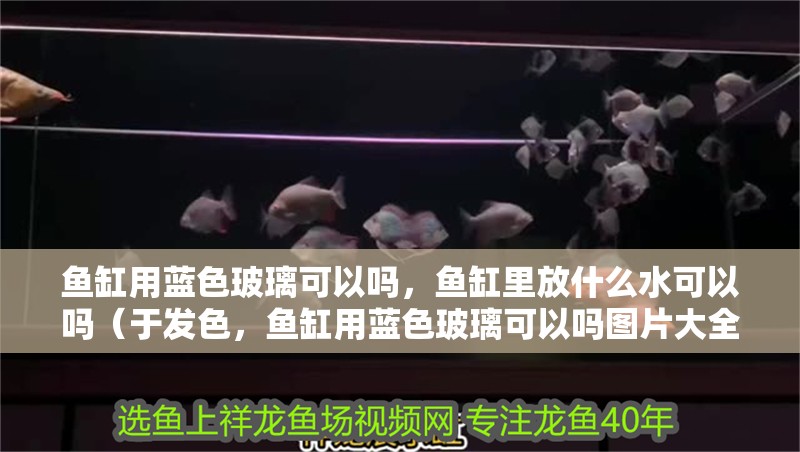 魚缸用藍色玻璃可以嗎，魚缸里放什么水可以嗎（于發(fā)色，魚缸用藍色玻璃可以嗎圖片大全）