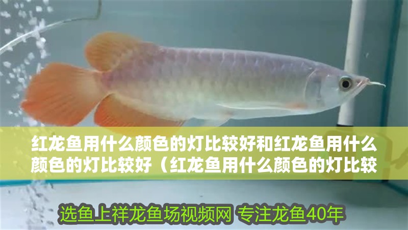 我的虎魚真菌感染了要怎么處理 紅龍魚用什么顏色的燈比較好和紅龍魚用什么顏色的燈比較好(紅龍魚用什么顏色的燈比較好) 觀賞魚百科 紅龍魚用什么顏色的燈比較好和紅龍魚用什么顏色的燈比較好(紅龍魚用什么顏色的燈比較好) 紅龍魚用什么顏色的燈比較好和紅龍魚用什么顏色的燈比較好(紅龍魚用什么顏色的燈比較好) 觀賞魚百科