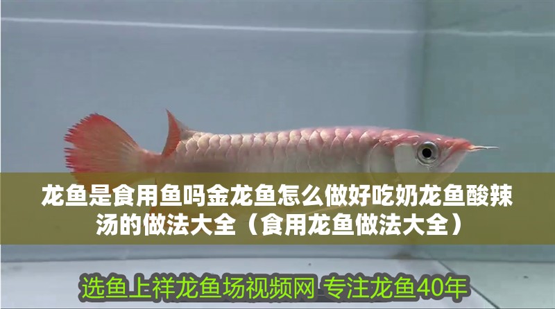 龍魚是食用魚嗎金龍魚怎么做好吃奶龍魚酸辣湯的做法大全（食用龍魚做法大全）