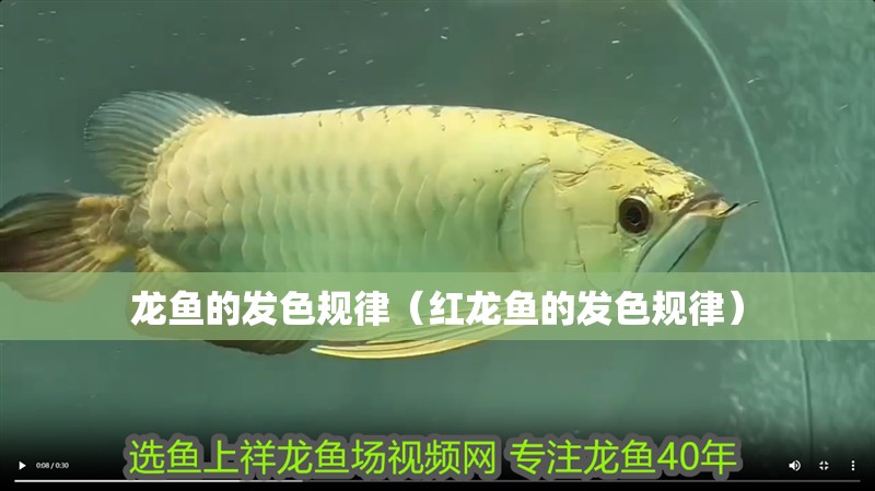 龍魚的發(fā)色規(guī)律（紅龍魚的發(fā)色規(guī)律）