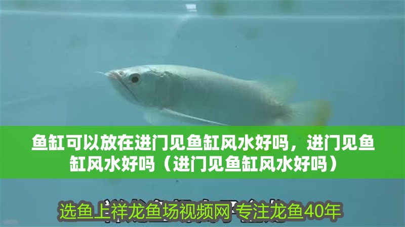 魚缸可以放在進門見魚缸風水好嗎，進門見魚缸風水好嗎（進門見魚缸風水好嗎） 魚缸可以放在進門見魚缸風水好嗎，進門見魚缸風水好嗎（進門見魚缸風水好嗎） 觀賞魚百科
