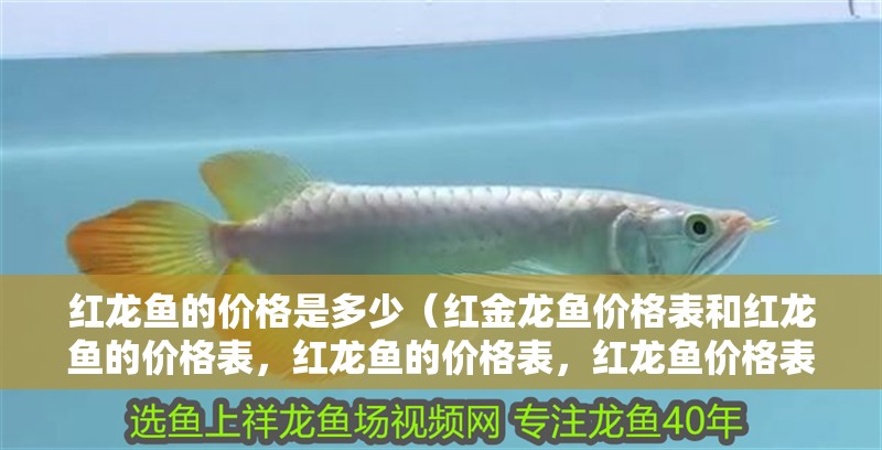 紅龍魚的價(jià)格是多少（紅金龍魚價(jià)格表和紅龍魚的價(jià)格表，紅龍魚的價(jià)格表，紅龍魚價(jià)格表）
