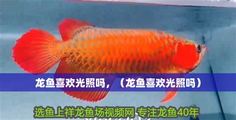 龍魚喜歡光照嗎，（龍魚喜歡光照嗎）