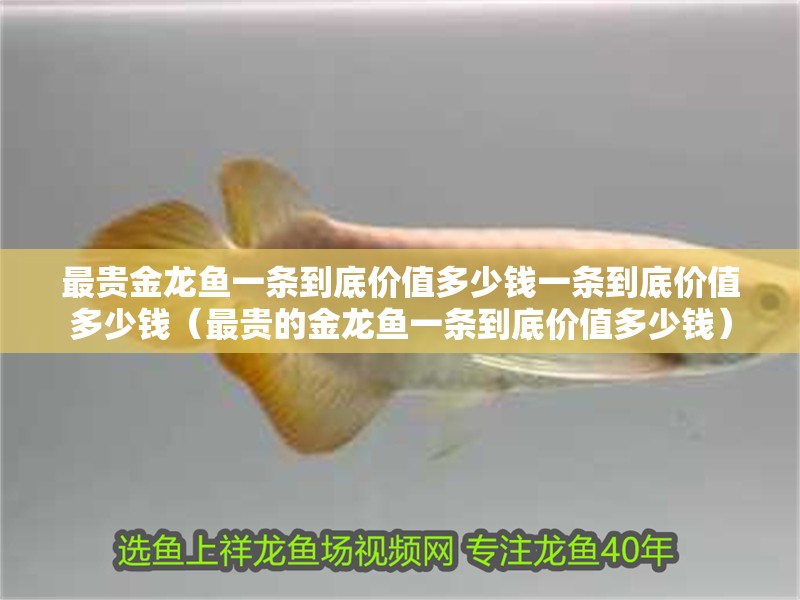 最貴金龍魚一條到底價值多少錢一條到底價值多少錢（最貴的金龍魚一條到底價值多少錢） 最貴金龍魚一條到底價值多少錢一條到底價值多少錢（最貴的金龍魚一條到底價值多少錢） 觀賞魚百科 第2張