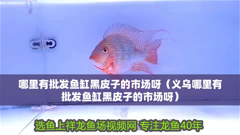 哪里有批發魚缸黑皮子的市場呀（義烏哪里有批發魚缸黑皮子的市場呀）
