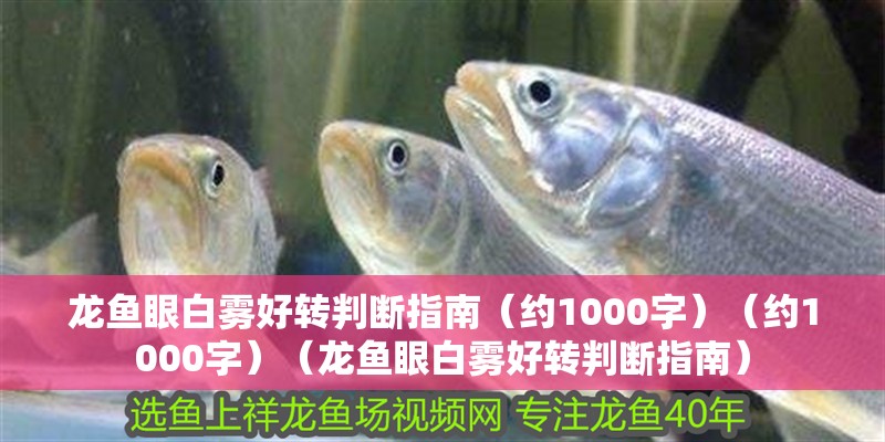 龍魚眼白霧好轉(zhuǎn)判斷指南（約1000字）（約1000字）（龍魚眼白霧好轉(zhuǎn)判斷指南）