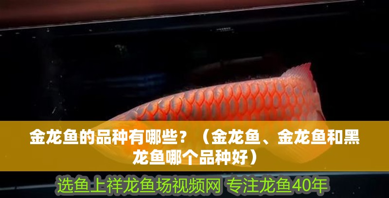 金龍魚的品種有哪些？（金龍魚、金龍魚和黑龍魚哪個品種好）