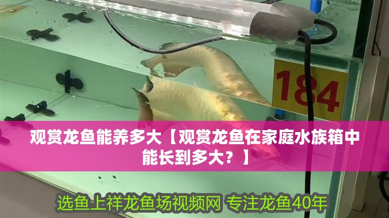 觀賞龍魚能養多大【觀賞龍魚在家庭水族箱中能長到多大？】 觀賞龍魚能養多大【觀賞龍魚在家庭水族箱中能長到多大？】 觀賞魚百科