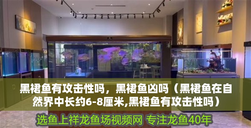 黑裙魚有攻擊性嗎，黑裙魚兇嗎（黑裙魚在自然界中長約6-8厘米,黑裙魚有攻擊性嗎）