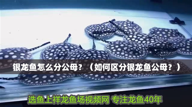 銀龍魚怎么分公母？（如何區分銀龍魚公母？）