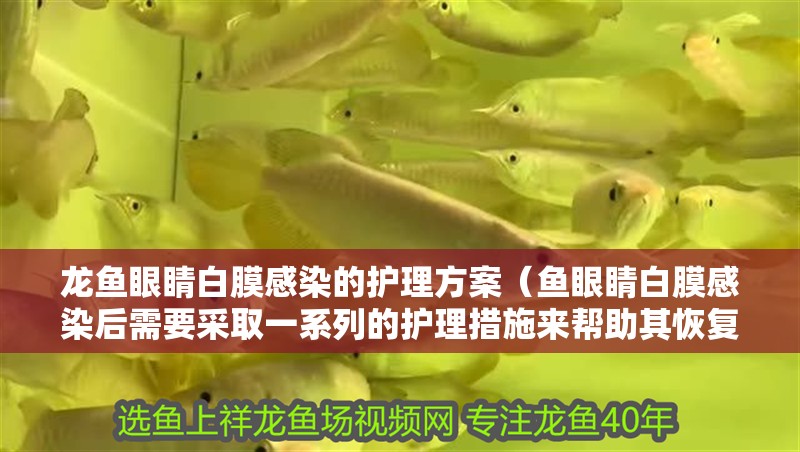龍魚眼睛白膜感染的護理方案(魚眼睛白膜感染后需要采取一系列的護理措施來幫助其恢復) 龍魚百科 第2張 龍魚眼睛白膜感染的護理方案(魚眼睛白膜感染后需要采取一系列的護理措施來幫助其恢復) 龍魚眼睛白膜感染的護理方案(魚眼睛白膜感染后需要采取一系列的護理措施來幫助其恢復) 龍魚百科 第2張