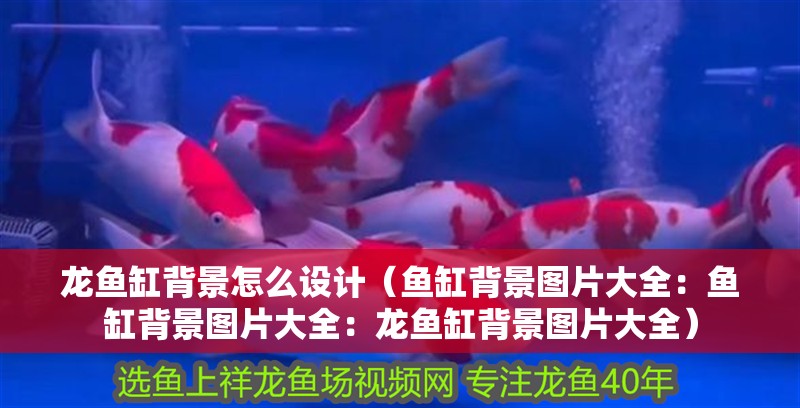 龍魚缸背景怎么設計（魚缸背景圖片大全：魚缸背景圖片大全：龍魚缸背景圖片大全）