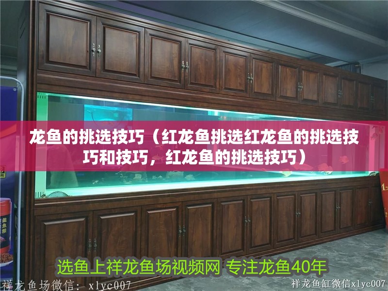 龍魚的挑選技巧（紅龍魚挑選紅龍魚的挑選技巧和技巧，紅龍魚的挑選技巧） 龍魚的挑選技巧（紅龍魚挑選紅龍魚的挑選技巧和技巧，紅龍魚的挑選技巧） 觀賞魚百科