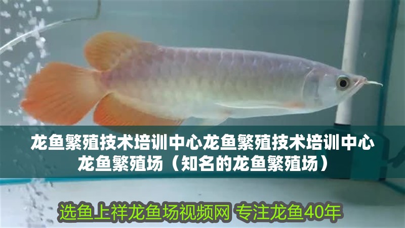 龍魚繁殖技術培訓中心龍魚繁殖技術培訓中心龍魚繁殖場（知名的龍魚繁殖場）