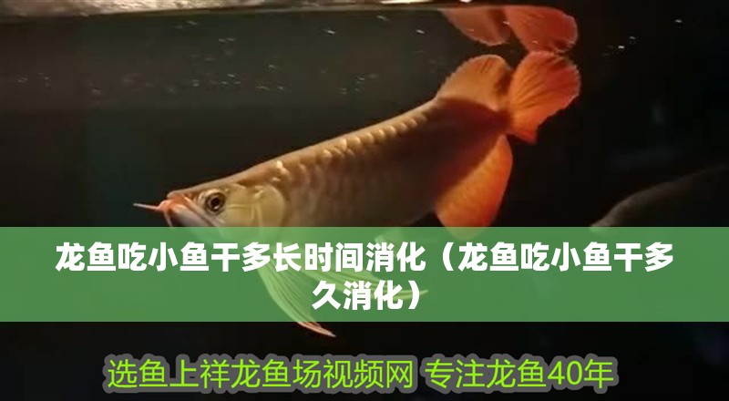 龍魚吃小魚干多長時間消化（龍魚吃小魚干多久消化）