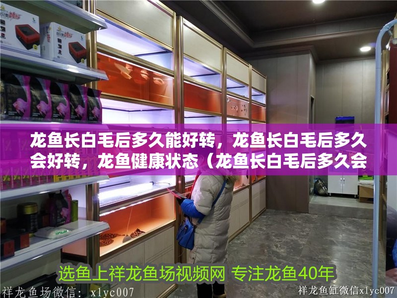 龍魚長白毛后多久能好轉，龍魚長白毛后多久會好轉，龍魚健康狀態（龍魚長白毛后多久會好轉，龍魚健康狀態）