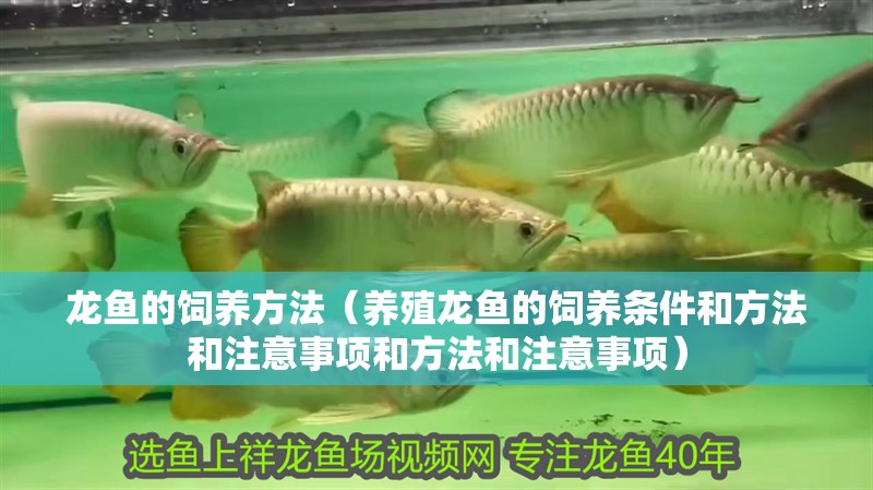 龍魚的飼養(yǎng)方法（養(yǎng)殖龍魚的飼養(yǎng)條件和方法和注意事項(xiàng)和方法和注意事項(xiàng)） 龍魚的飼養(yǎng)方法（養(yǎng)殖龍魚的飼養(yǎng)條件和方法和注意事項(xiàng)和方法和注意事項(xiàng)） 觀賞魚百科