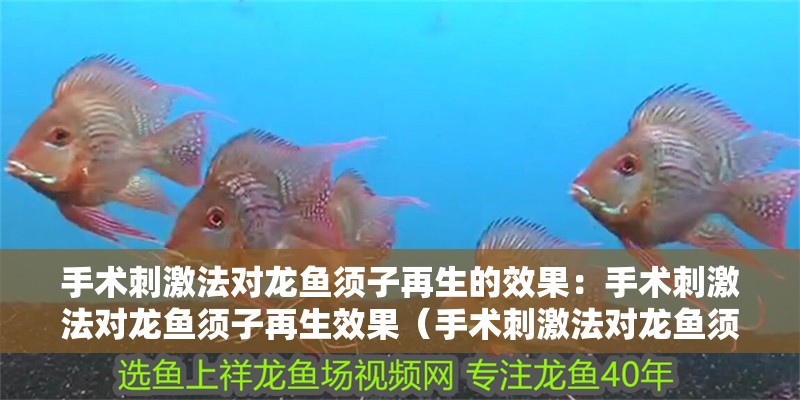 手術刺激法對龍魚須子再生的效果：手術刺激法對龍魚須子再生效果（手術刺激法對龍魚須子再生具有怎樣的效果？）