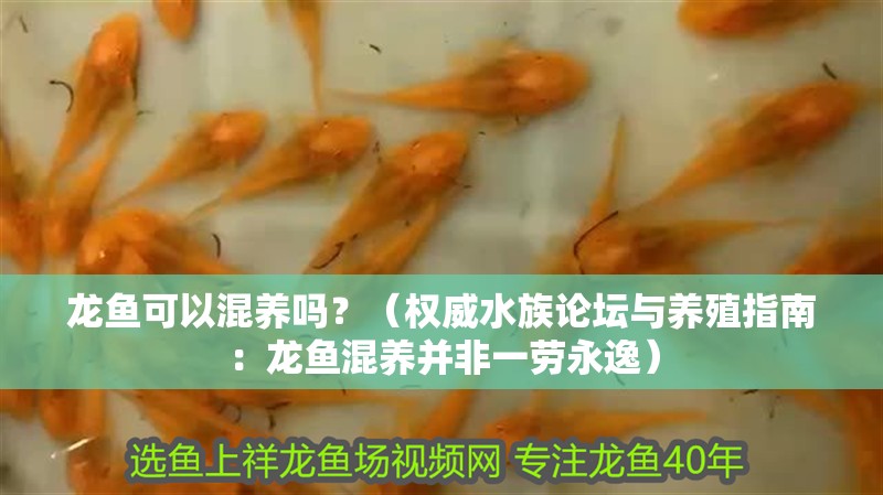 龍魚可以混養嗎？（權威水族論壇與養殖指南：龍魚混養并非一勞永逸）