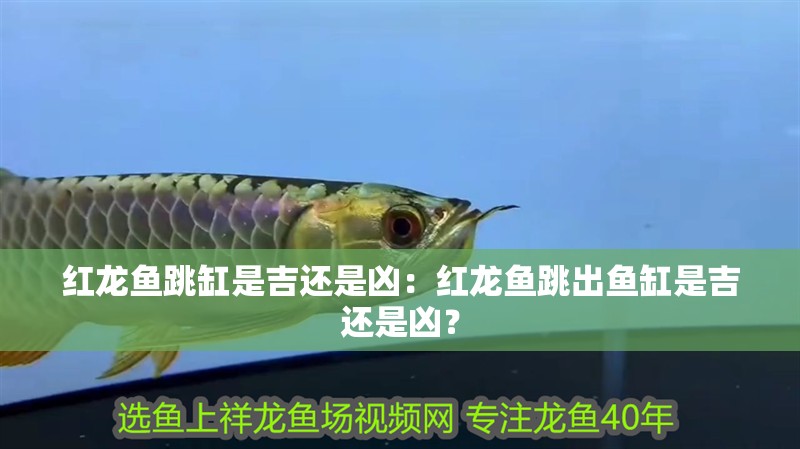 紅龍魚跳缸是吉還是兇：紅龍魚跳出魚缸是吉還是兇？