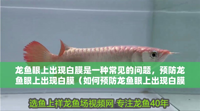 龍魚眼上出現白膜是一種常見的問題，預防龍魚眼上出現白膜（如何預防龍魚眼上出現白膜）