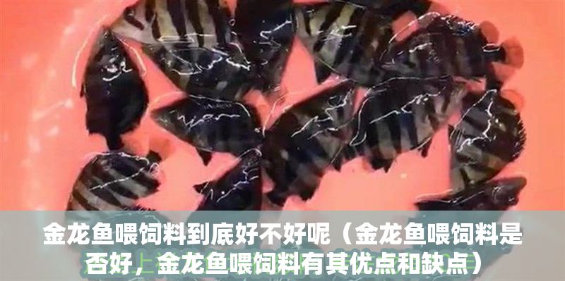 金龍魚喂飼料到底好不好呢（金龍魚喂飼料是否好，金龍魚喂飼料有其優點和缺點）