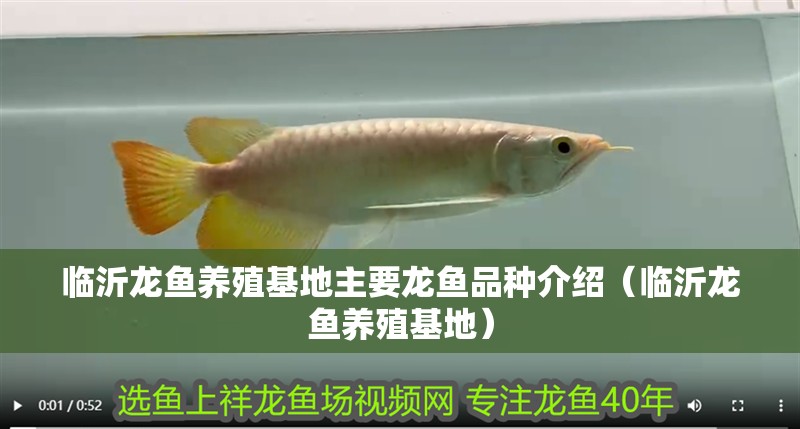 臨沂龍魚養殖基地主要龍魚品種介紹（臨沂龍魚養殖基地）