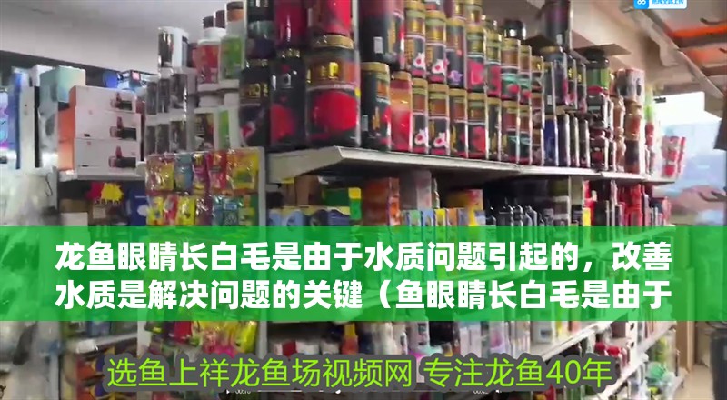 龍魚眼睛長白毛是由于水質(zhì)問題引起的，改善水質(zhì)是解決問題的關(guān)鍵（魚眼睛長白毛是由于水質(zhì)問題引起的，改善水質(zhì)是解決問題的關(guān)鍵）