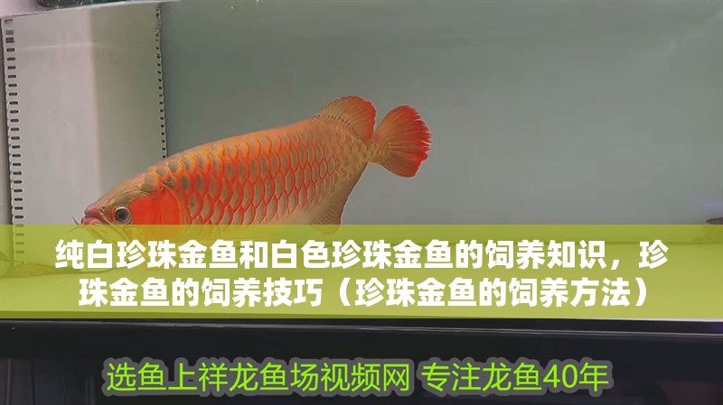 純白珍珠金魚(yú)和白色珍珠金魚(yú)的飼養(yǎng)知識(shí)，珍珠金魚(yú)的飼養(yǎng)技巧（珍珠金魚(yú)的飼養(yǎng)方法）