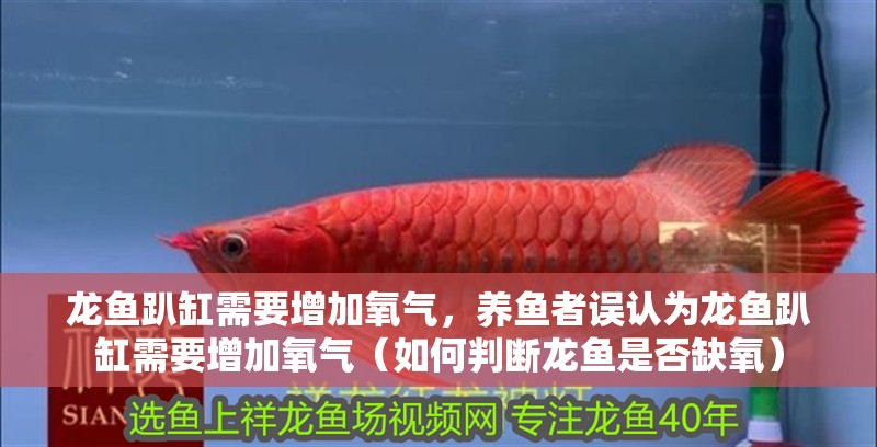 龍魚趴缸需要增加氧氣，養(yǎng)魚者誤認(rèn)為龍魚趴缸需要增加氧氣（如何判斷龍魚是否缺氧）