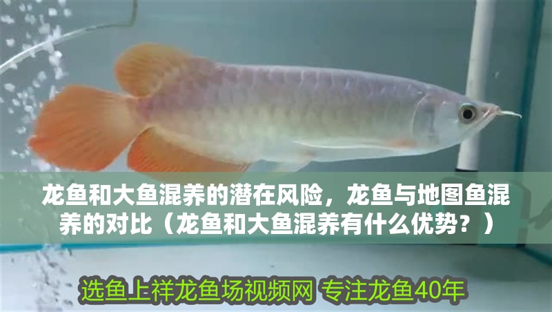 龍魚和大魚混養的潛在風險，龍魚與地圖魚混養的對比（龍魚和大魚混養有什么優勢？）