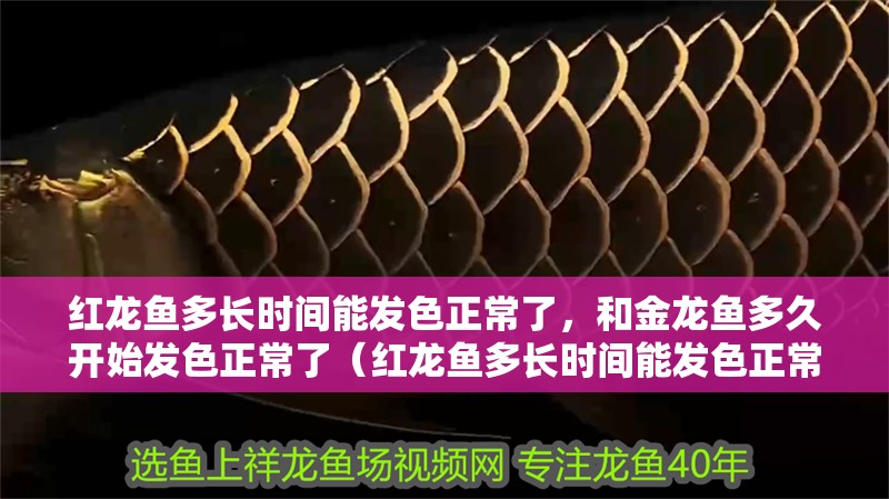 紅龍魚多長時(shí)間能發(fā)色正常了，和金龍魚多久開始發(fā)色正常了（紅龍魚多長時(shí)間能發(fā)色正常）
