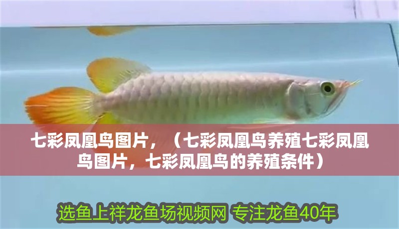 七彩鳳凰鳥圖片，（七彩鳳凰鳥養(yǎng)殖七彩鳳凰鳥圖片，七彩鳳凰鳥的養(yǎng)殖條件）
