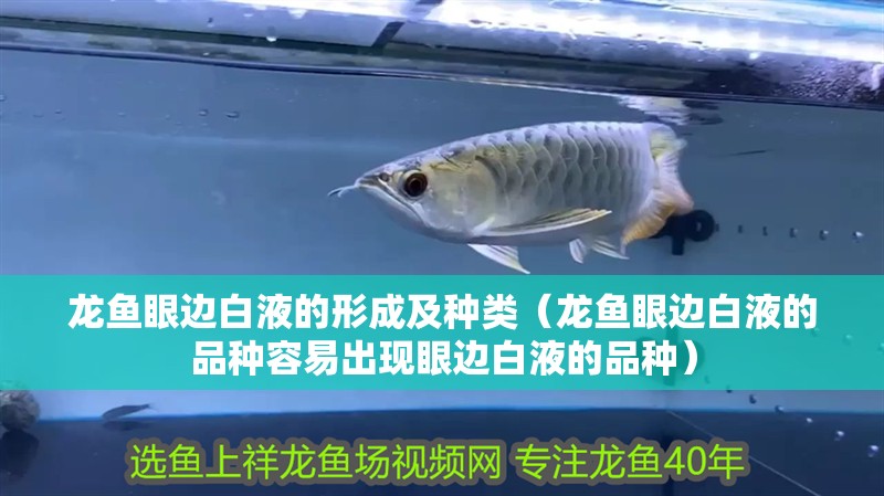 龍魚眼邊白液的形成及種類（龍魚眼邊白液的品種容易出現眼邊白液的品種）