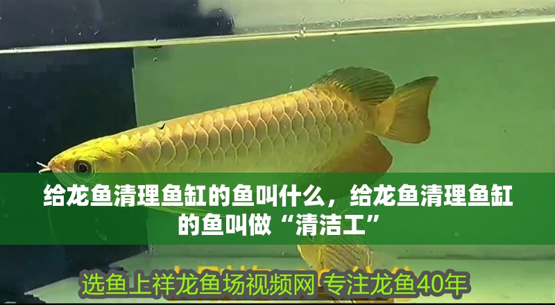 給龍魚清理魚缸的魚叫什么，給龍魚清理魚缸的魚叫做“清潔工”