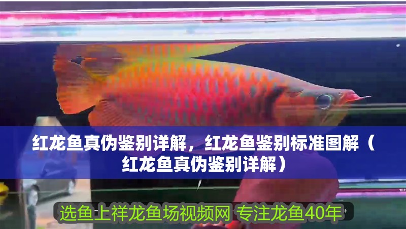 紅龍魚真偽鑒別詳解，紅龍魚鑒別標準圖解（紅龍魚真偽鑒別詳解）
