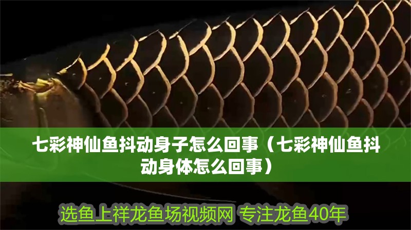 七彩神仙魚抖動身子怎么回事（七彩神仙魚抖動身體怎么回事）