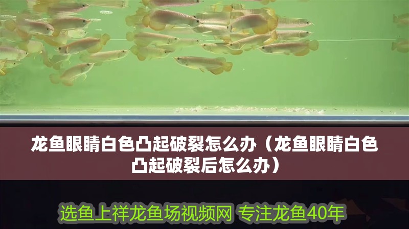 龍魚眼睛白色凸起破裂怎么辦(龍魚眼睛白色凸起破裂后怎么辦) 龍魚百科 第2張 龍魚眼睛白色凸起破裂怎么辦(龍魚眼睛白色凸起破裂后怎么辦) 龍魚眼睛白色凸起破裂怎么辦(龍魚眼睛白色凸起破裂后怎么辦) 龍魚百科 第2張